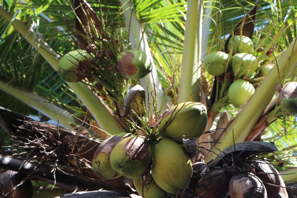 Pousada Chez Loran Lagoa Do Paraiso Jijoca de Jericoacoara Zewnętrze zdjęcie